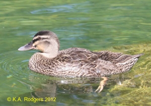Grey Duck-Mallard cross