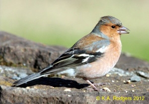 Chaffinch