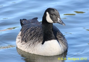Canada Goose