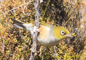 Silvereye / Tauhou