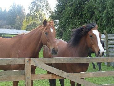 Lazy H Horse Treks