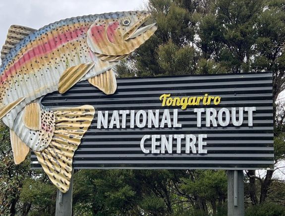 Trout fishing in New Zealand